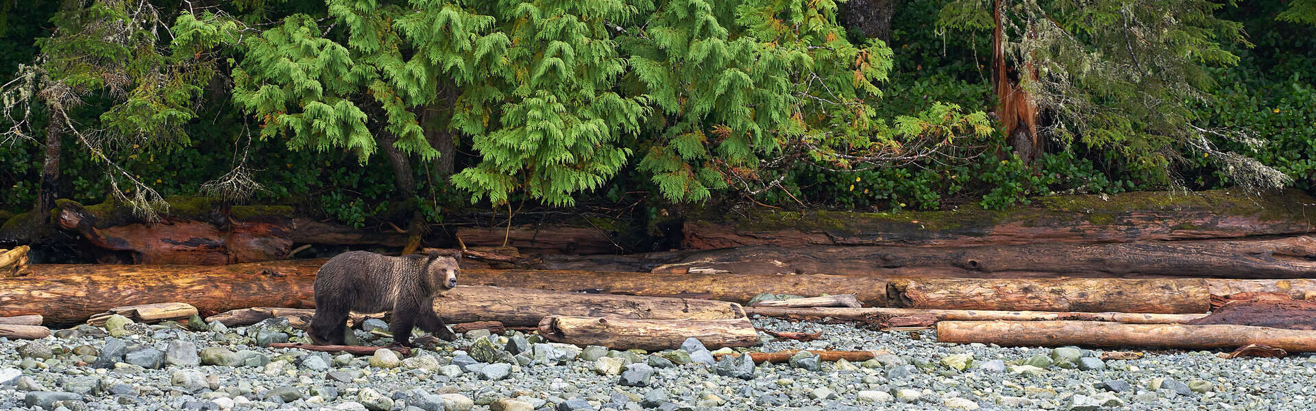 Voyage de Vancouver aux terres sauvages de l’île de Vancouver