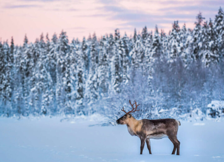 Top 3 des voyages hivernaux : Finlande, Islande et Norvège