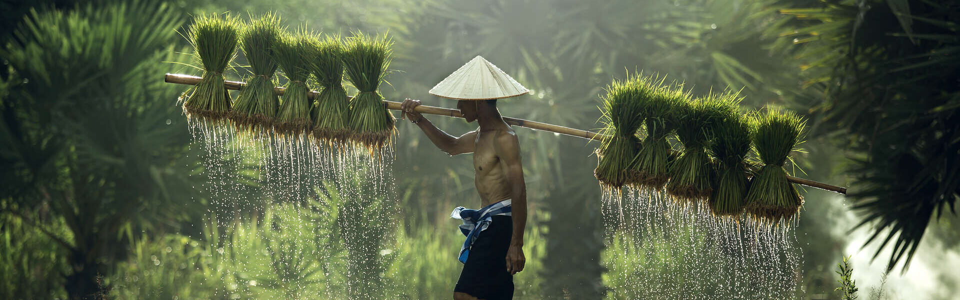 Des rizières au Mékong, le Vietnam Authentique en petit groupe