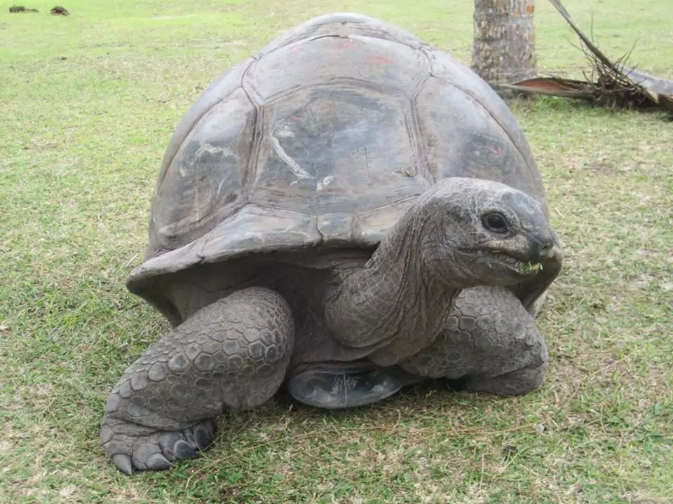 Tortue sur l'île Curieuse 