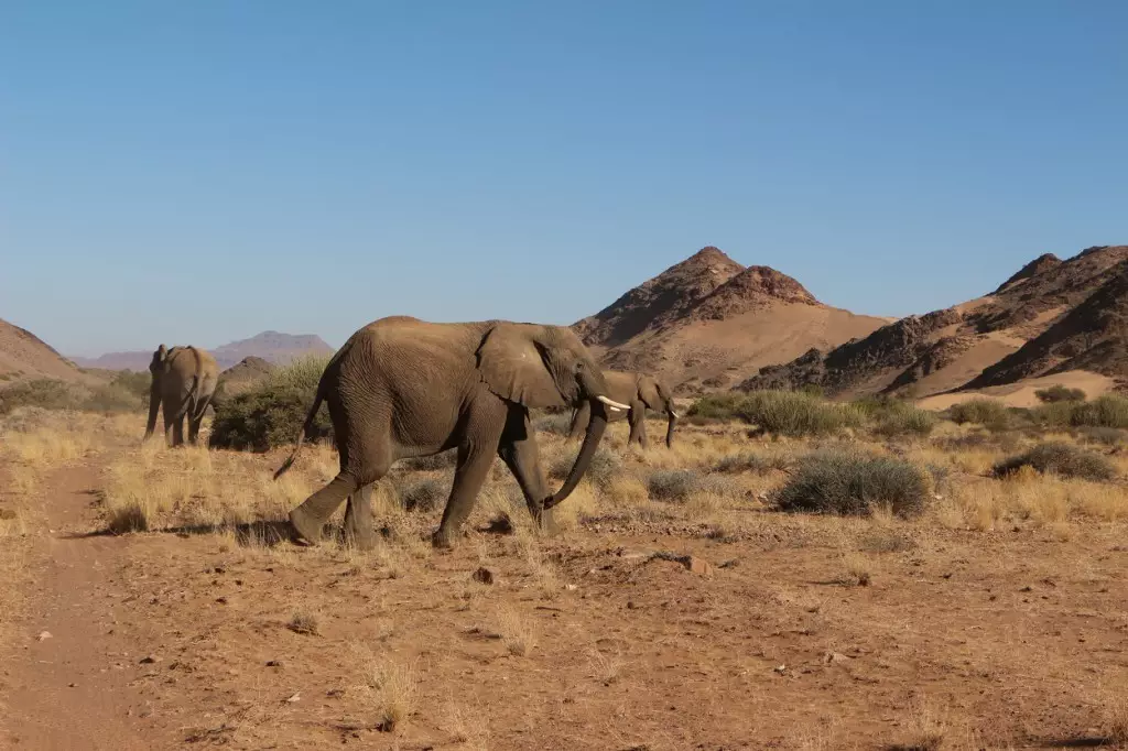 Damaraland - Eléphants du Désert, Namibie