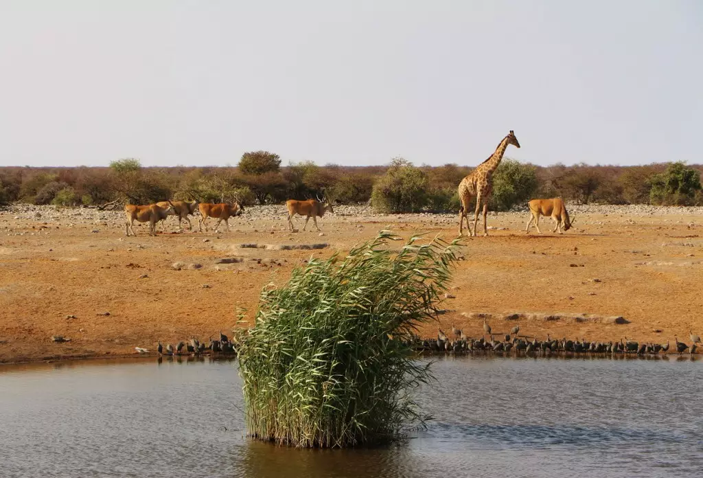 Parc National d'Etosha, Namibie