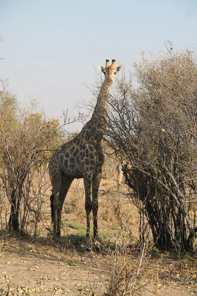 girafe - Parc de Chobe