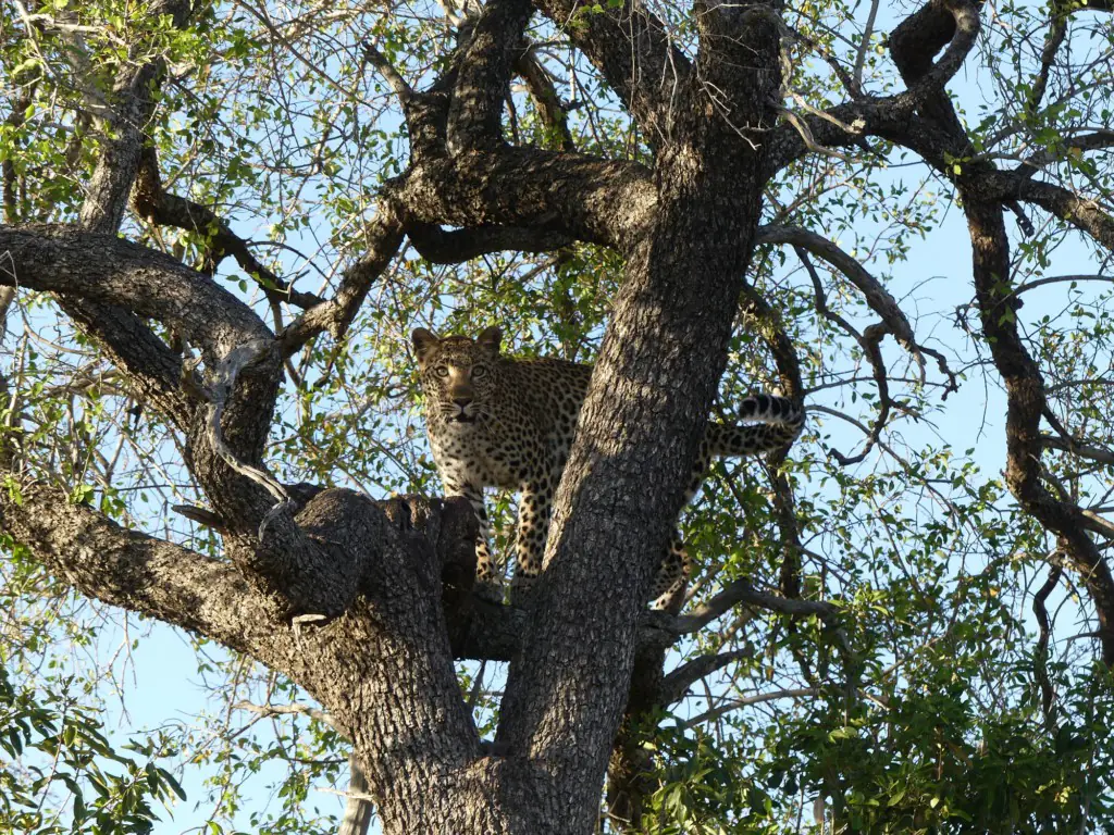 Léopard - réserve privée de Sabi Sabi