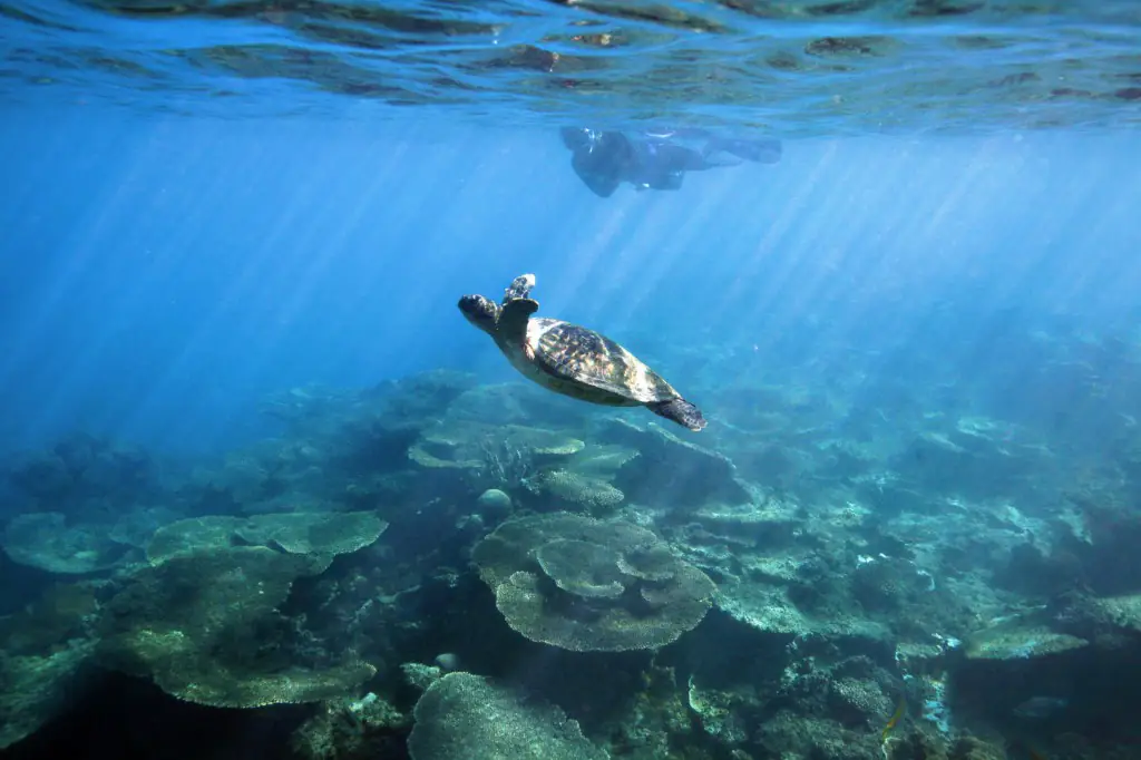 Plongée dans la Grande Barrière de Corail, Australie Plongée dans la Grande Barrière de Corail, Australie