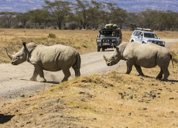 Safari en Tanzanie et au Kenya