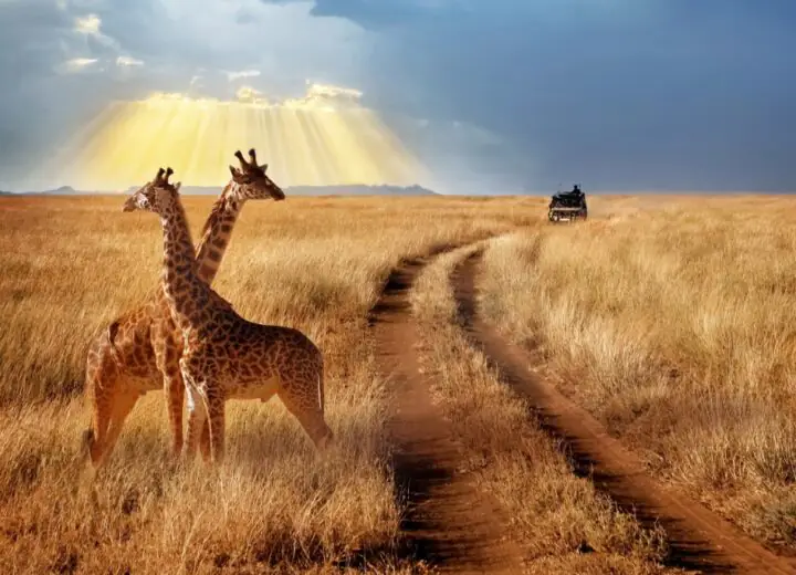 Le Kenya, terre de découvertes﻿