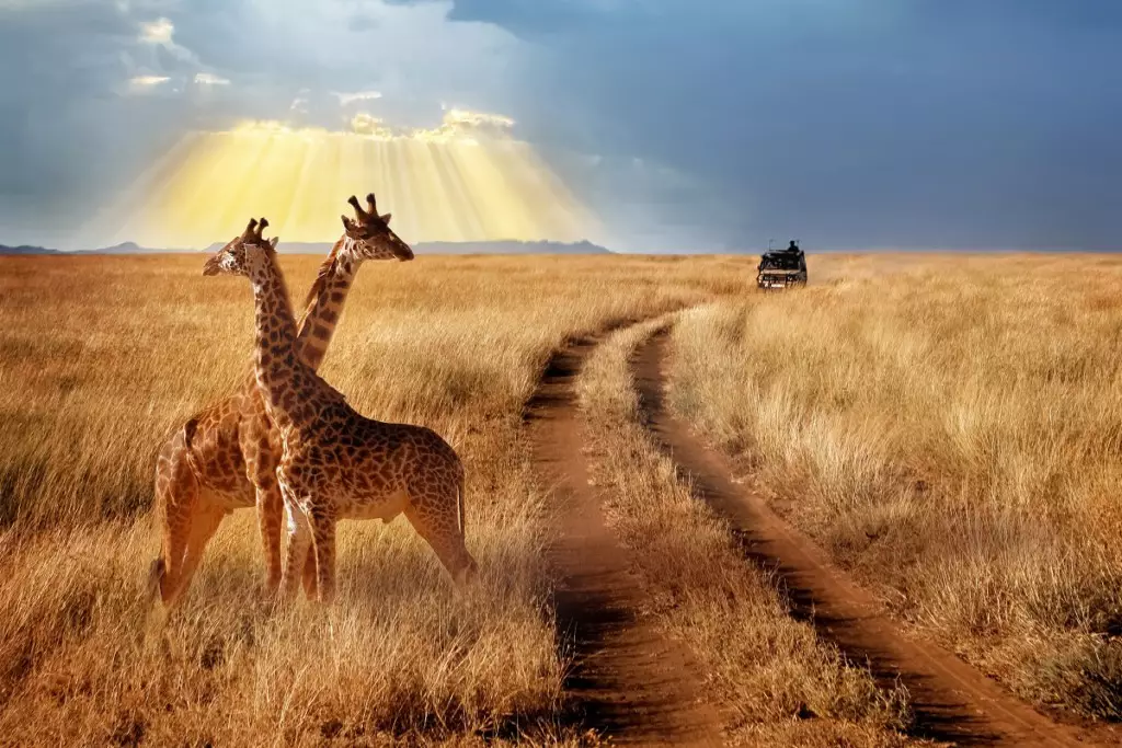 Le Kenya, terre de découvertes﻿
