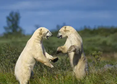 Bélugas et ours blancs du Manitoba