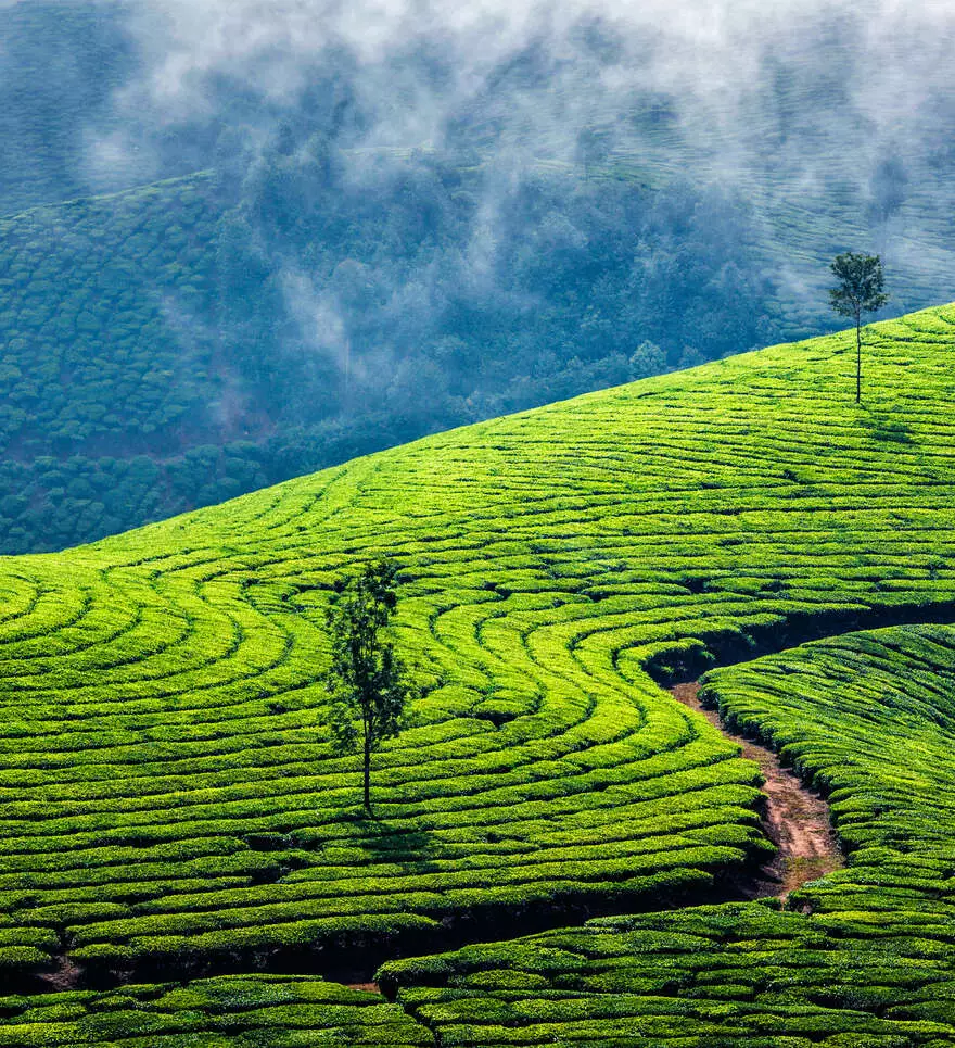 Partez à l'exploration de Cochin lors d'un voyage inoubliable.