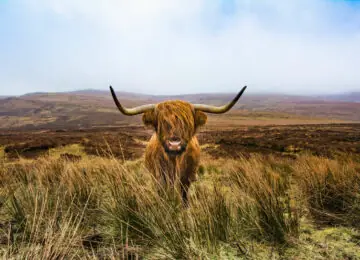 Les incontournables de l’Ecosse