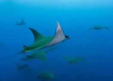 Rencontres avec le peuple sous-marins des Açores