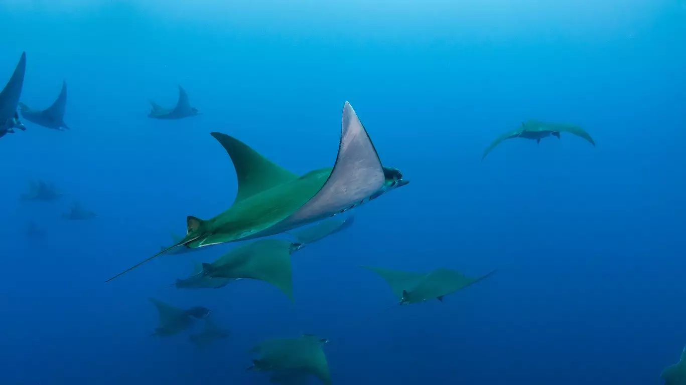 Rencontres avec le peuple sous-marins des Açores