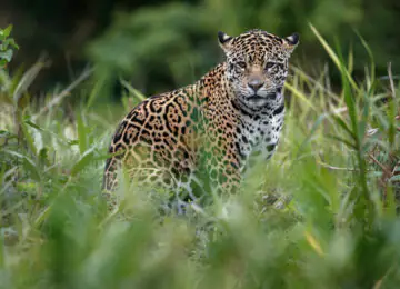 Voyage au Brésil en famille : du Pantanal aux dunes et plages du Nordeste