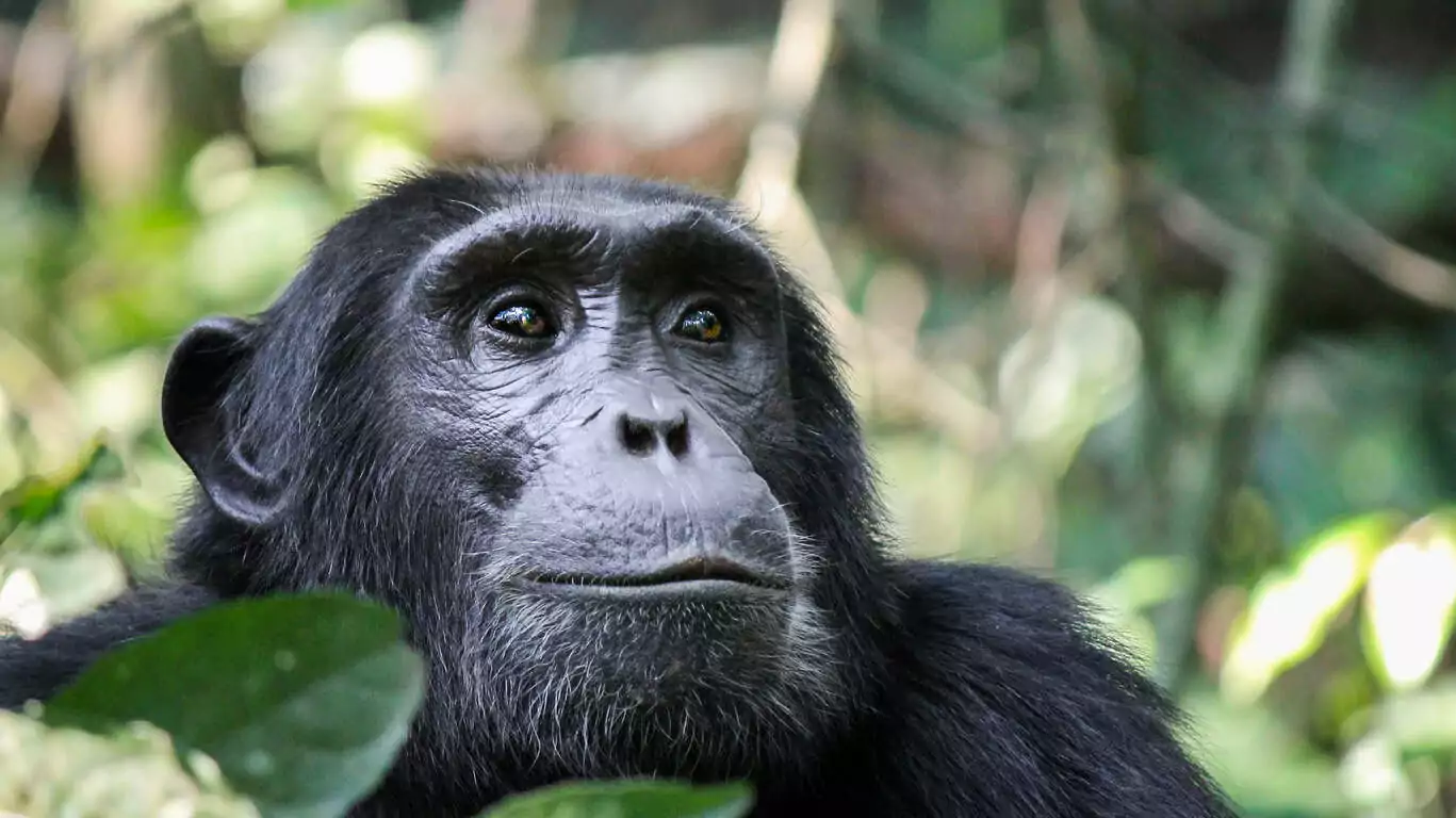 Safari en Tanzanie et observation des chimpanzés au Parc de Gombe