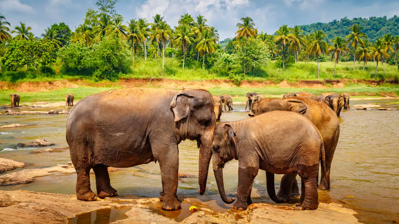 L'hiver en famille au Sri Lanka