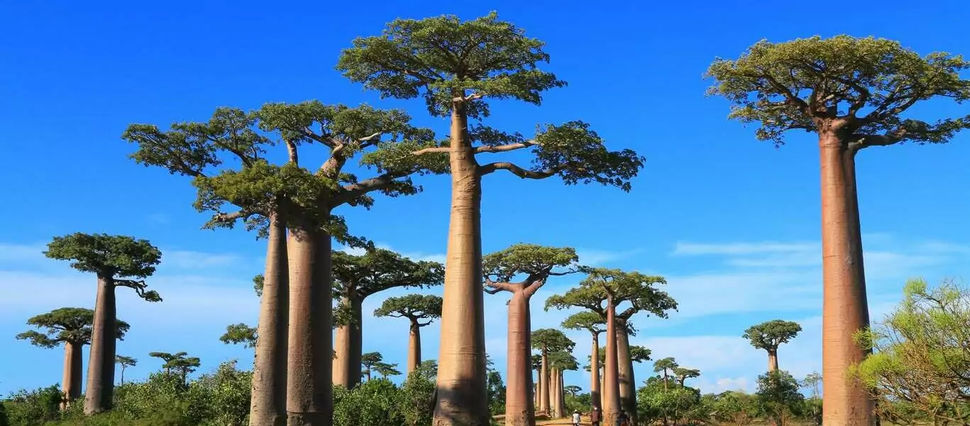 Premiers pas à Madagascar
