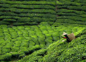 Charmes du Sri Lanka en dehors des sentiers battus