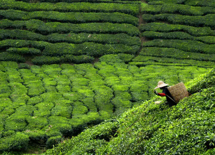 Charmes du Sri Lanka en dehors des sentiers battus