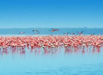100% Safari au Kenya : Samburu, Nakuru, Masai Mara, Naivasha, Amboseli