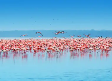 100% Safari au Kenya : Samburu, Nakuru, Masai Mara, Naivasha, Amboseli