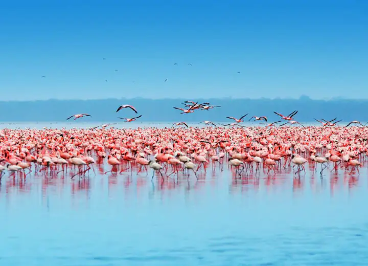 100% Safari au Kenya : Samburu, Nakuru, Masai Mara, Naivasha, Amboseli