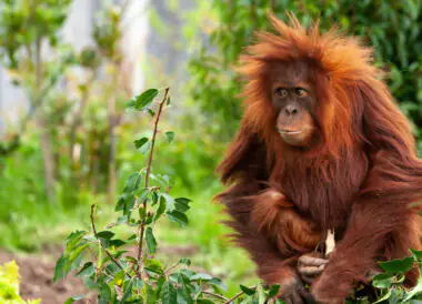 Les Orangs Outans de Sumatra