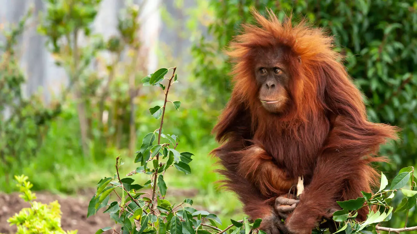 Les Orangs Outans de Sumatra