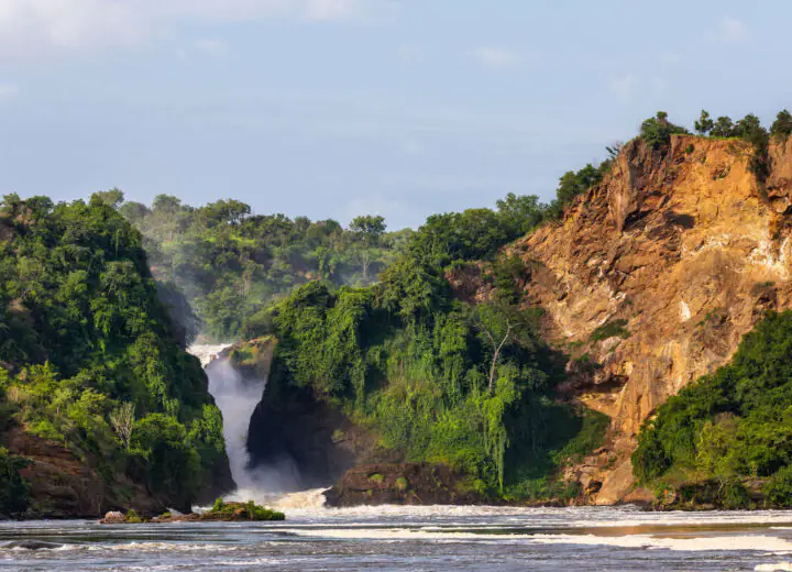 La forêt impénétrable des gorilles et chimpanzés