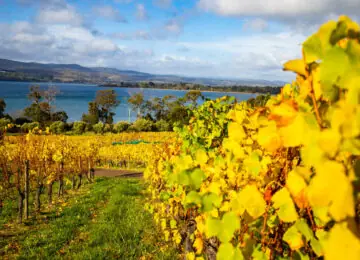 Tasmanie : vignoble, nature sauvage et gastronomie