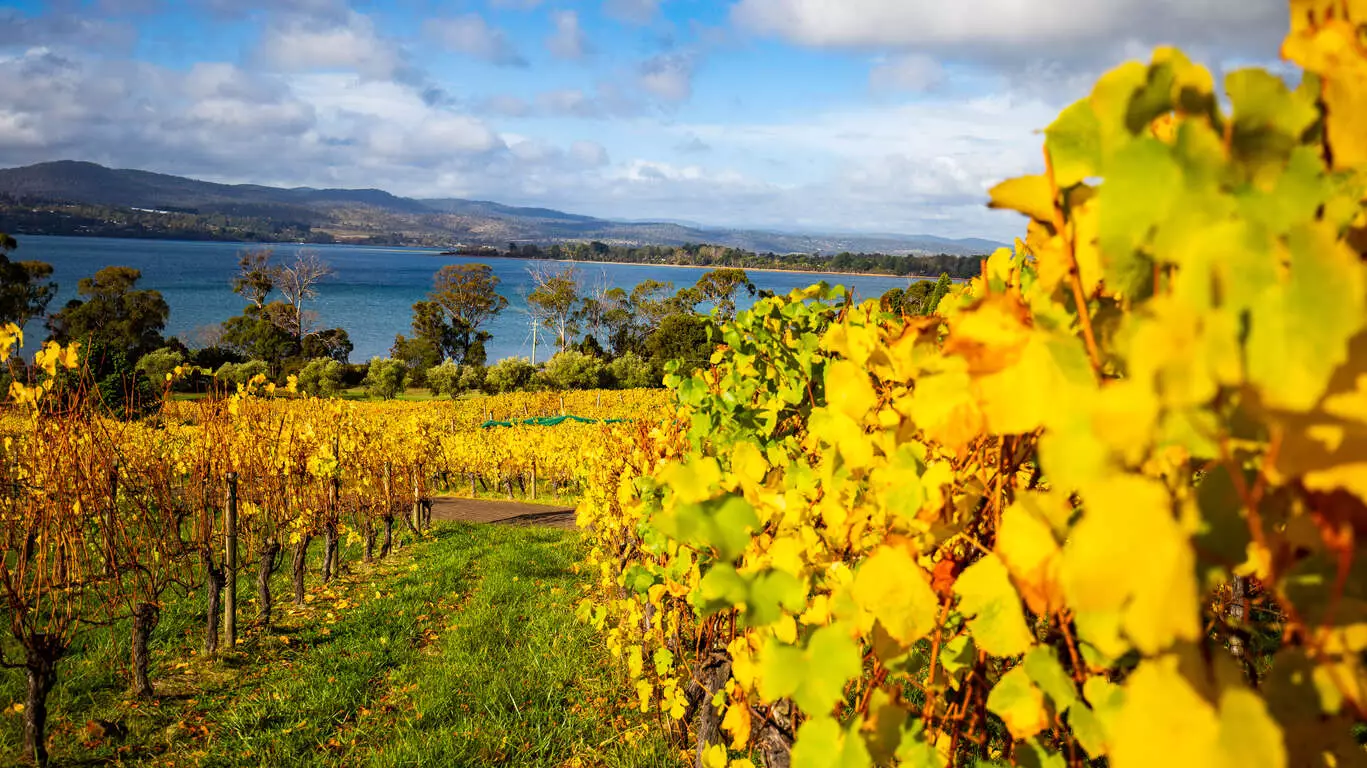 Tasmanie : vignoble, nature sauvage et gastronomie