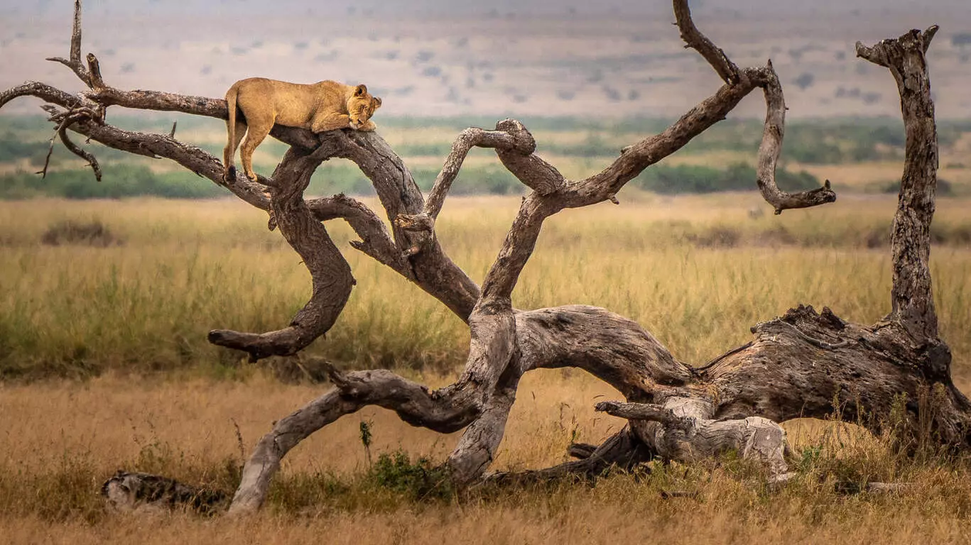 100% Safari en Tanzanie