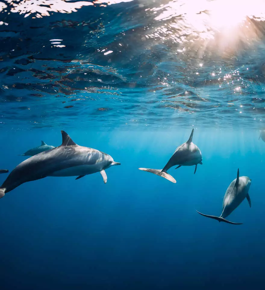 A la rencontre des dauphins sur l'Île aux Bénitiers 