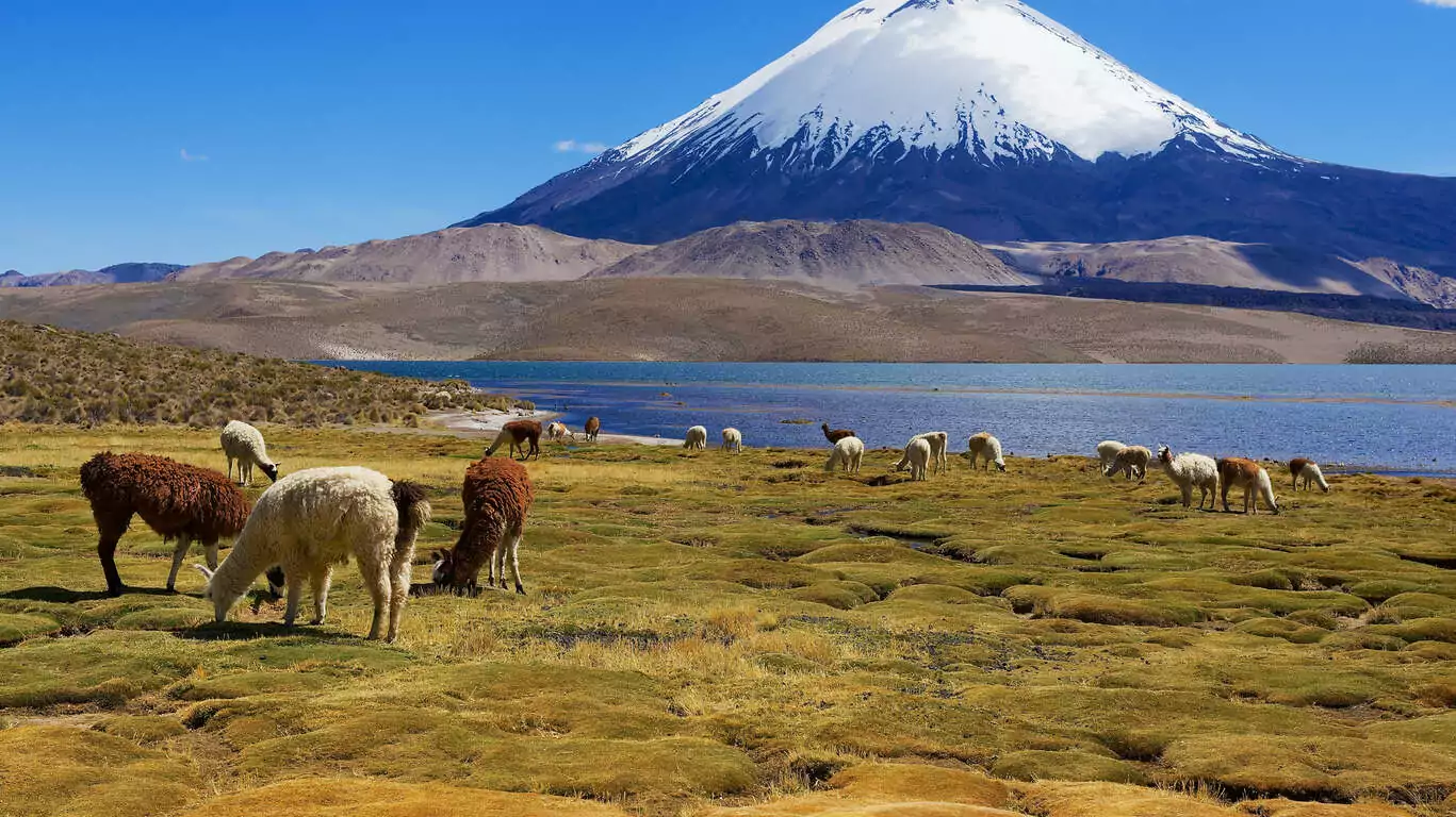 Sur les routes des hauts plateaux chiliens : Chungara & Atacama
