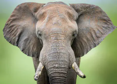 Le Kenya et la Tanzanie en petit groupe