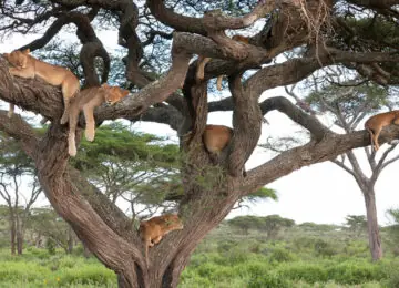 100% Safari exclusif en petit groupe
