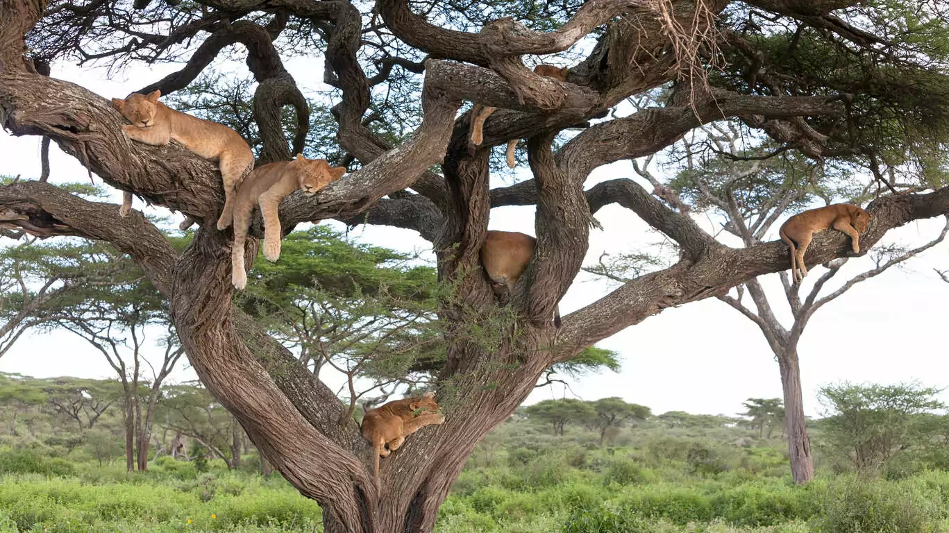 100% Safari exclusif en petit groupe