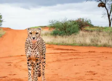 La Namibie en petit groupe version haut de gamme