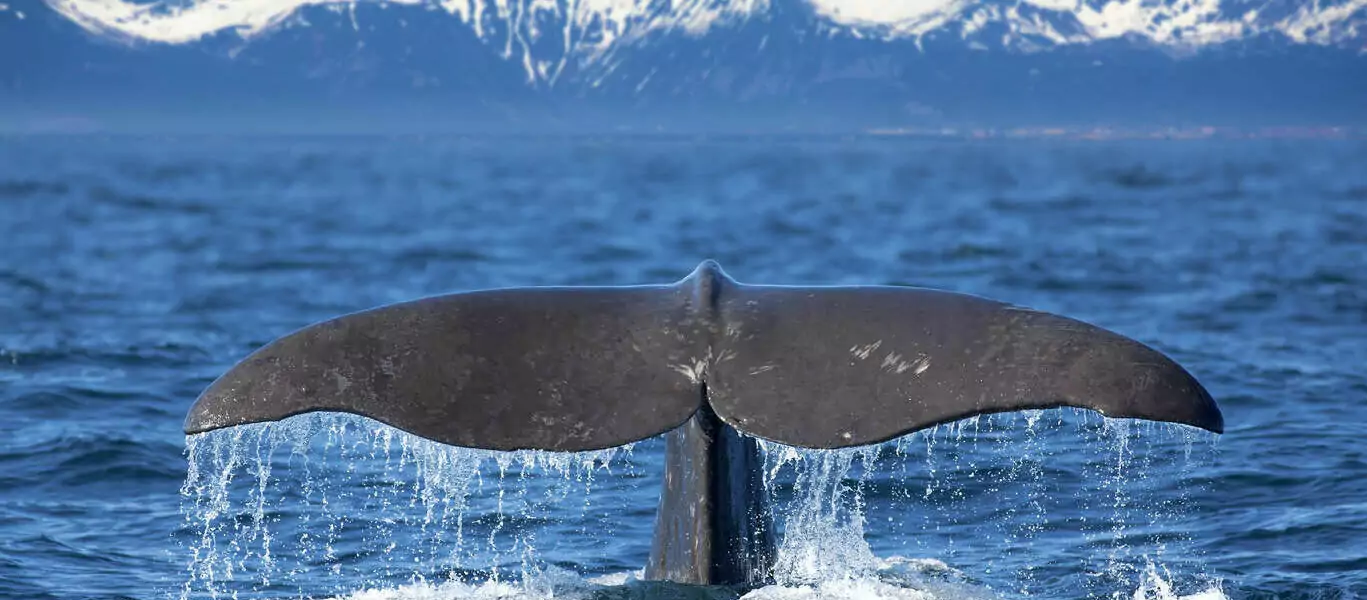 Lofoten, fjords et safari baleine : l’essentiel de la Norvège