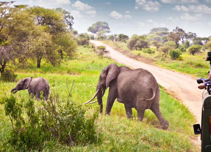 Pistes du Serengeti en 4×4 et balnéaire à Zanzibar