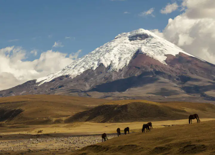 Des Andes aux Galapagos