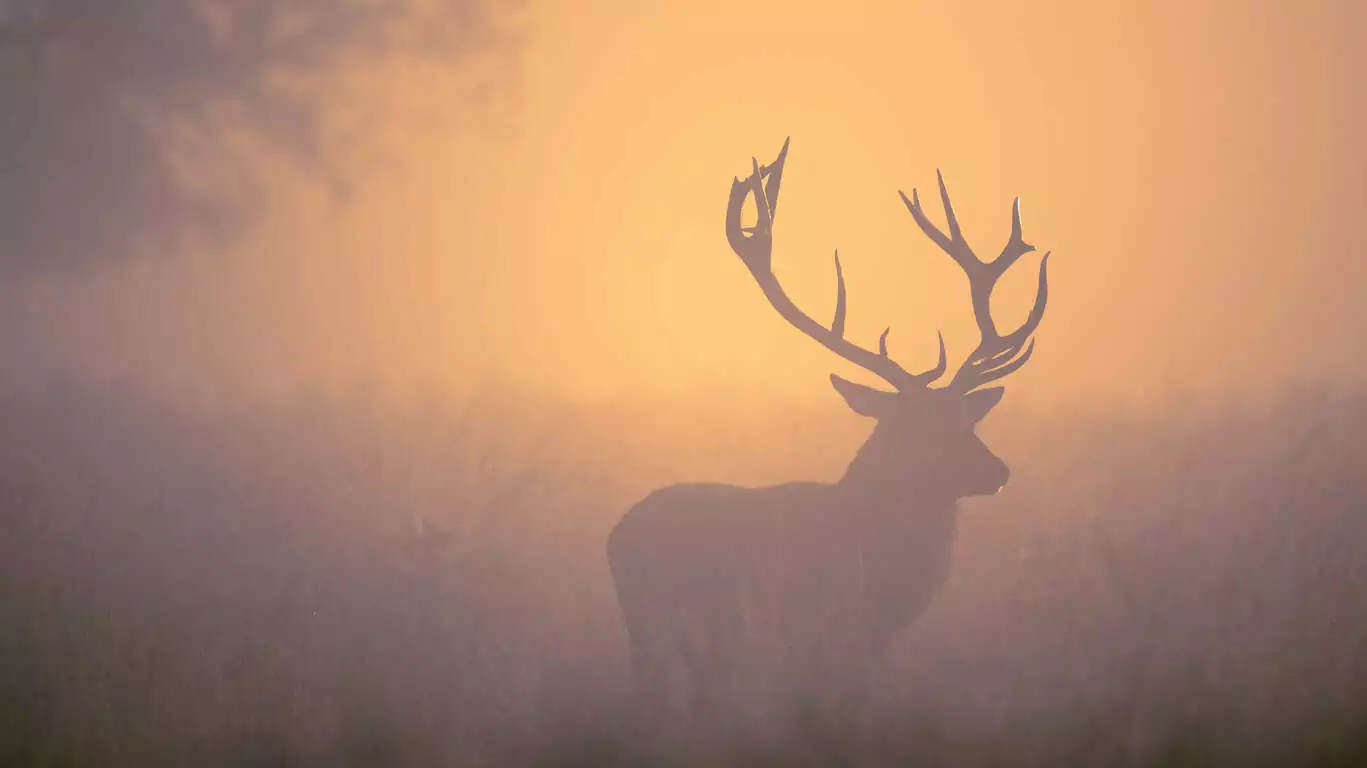 De manoirs en châteaux, au cœur des traditions écossaises