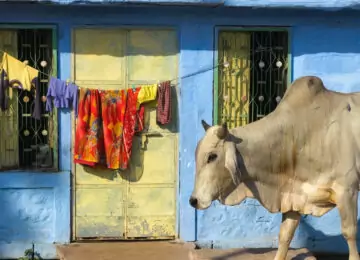 Couleurs du Rajasthan en petit groupe