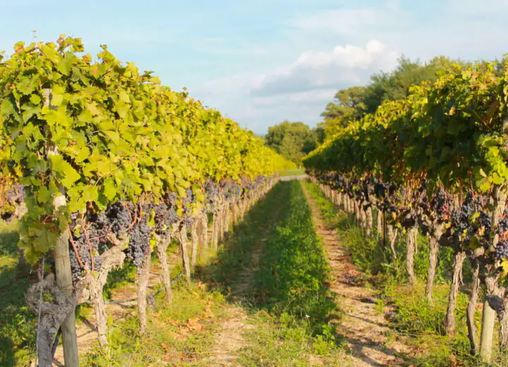 Bordeaux, ses vignobles et le Bassin d’Arcachon