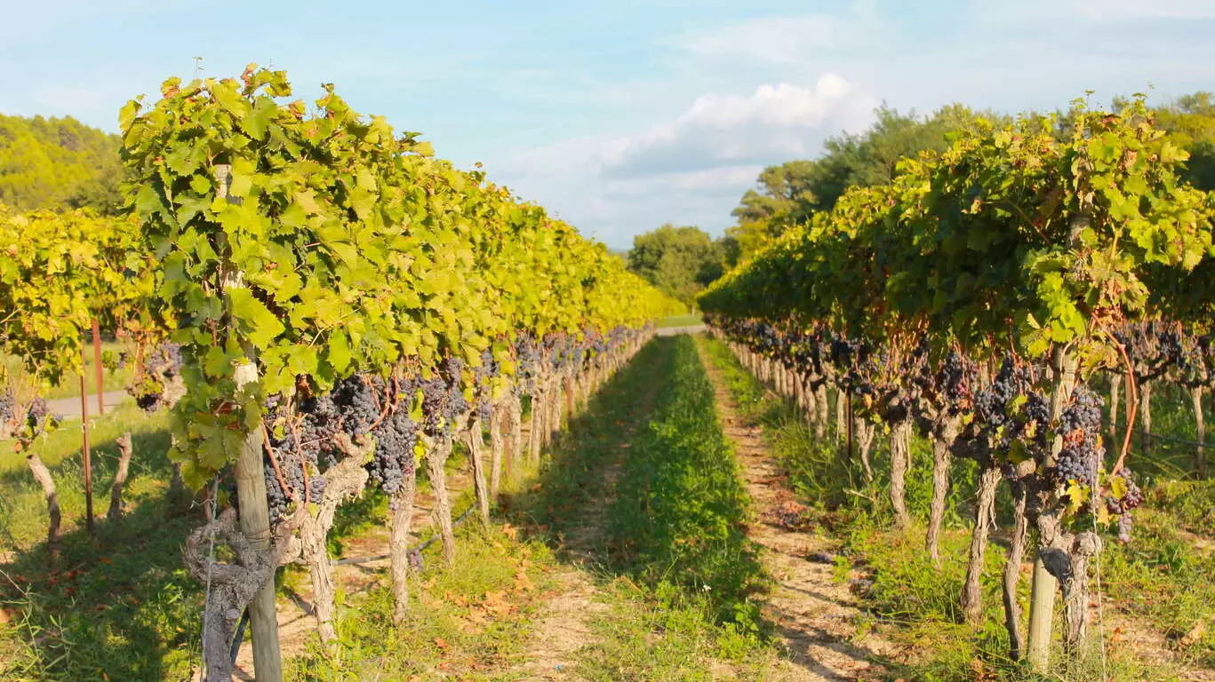 Bordeaux, ses vignobles et le Bassin d’Arcachon