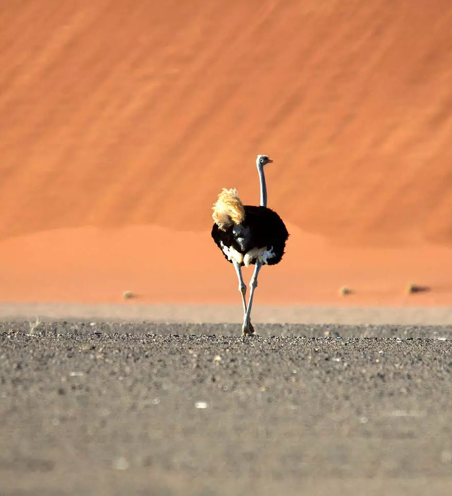 Pourquoi un safari en Namibie avec Cercle des Voyages ?