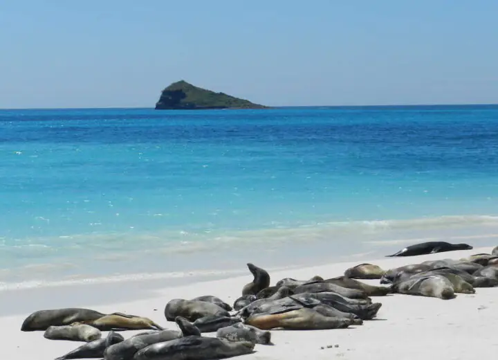 Les Galapagos d’île en île
