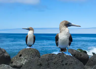 Croisière aux Galapagos et Mashpi Lodge