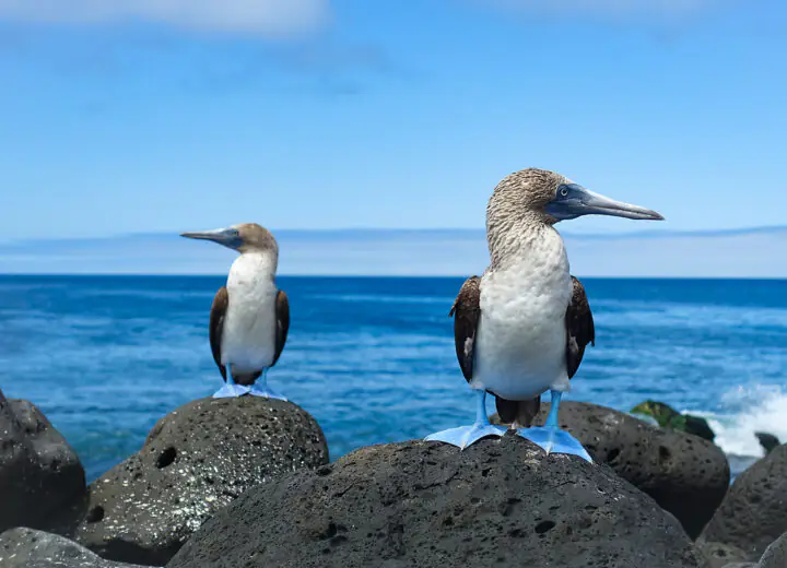 L’Equateur signature : Galapagos et Mashpi Lodge