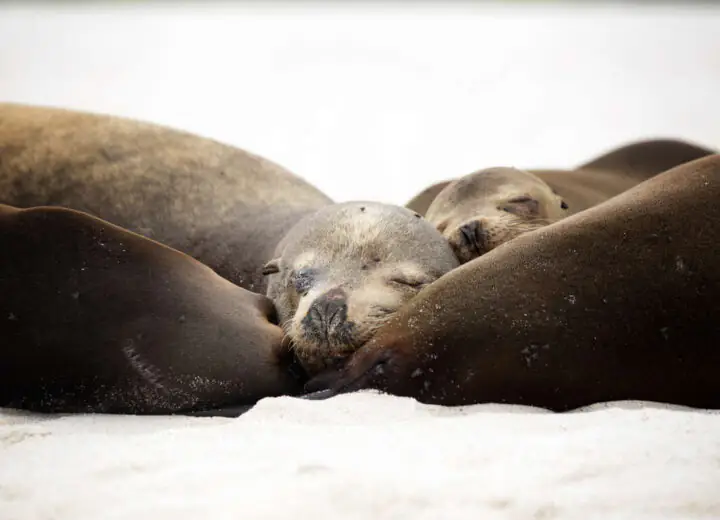 Voyage aux Galapagos avec vos enfants